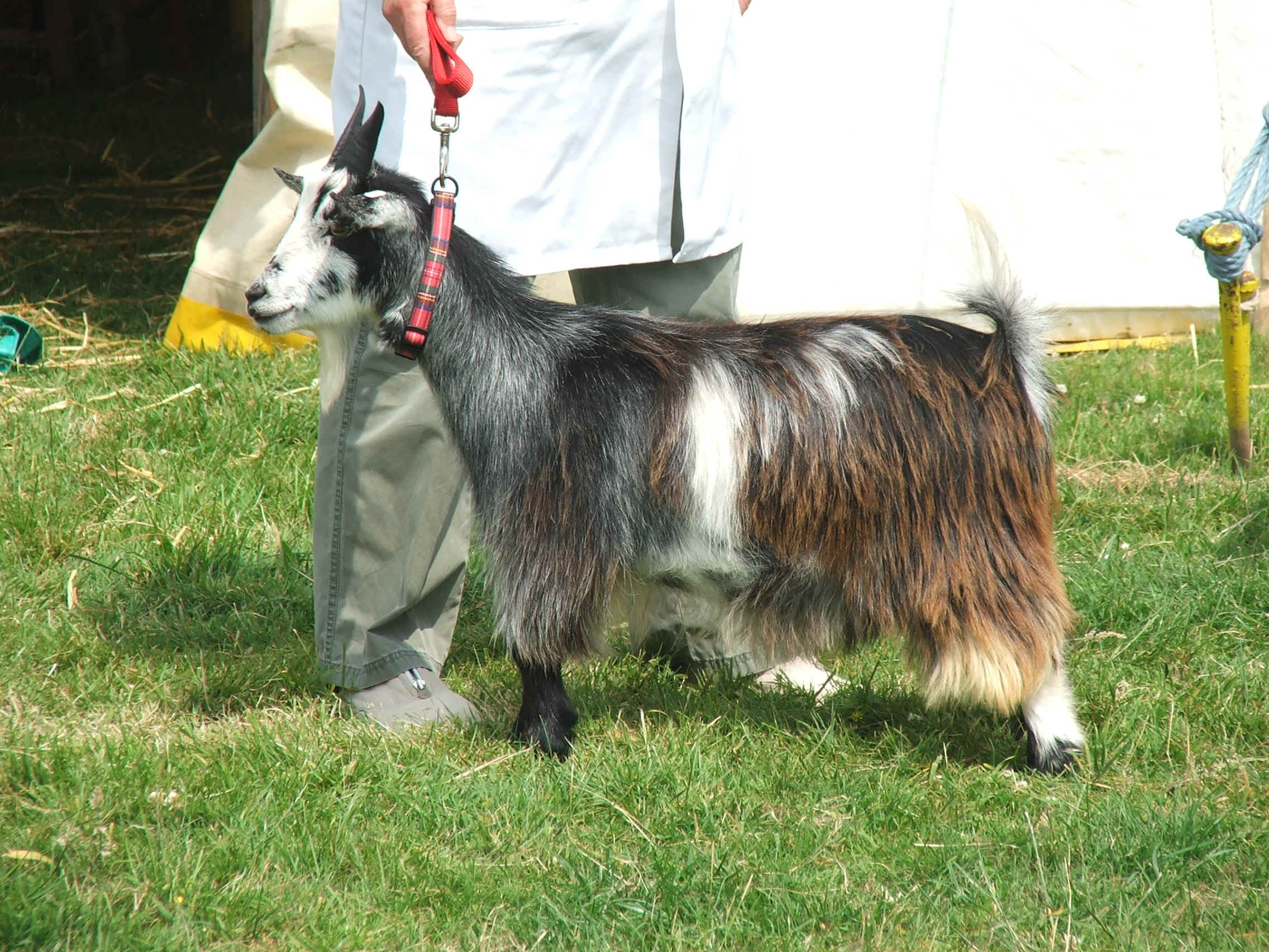 Goatling.jpg (955142 bytes)