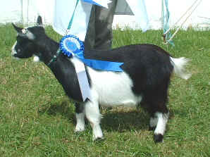 Pet Female &best pet.jpg (49838 bytes)