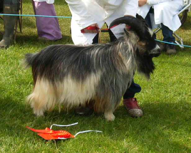 Ist male.JPG (176459 bytes)