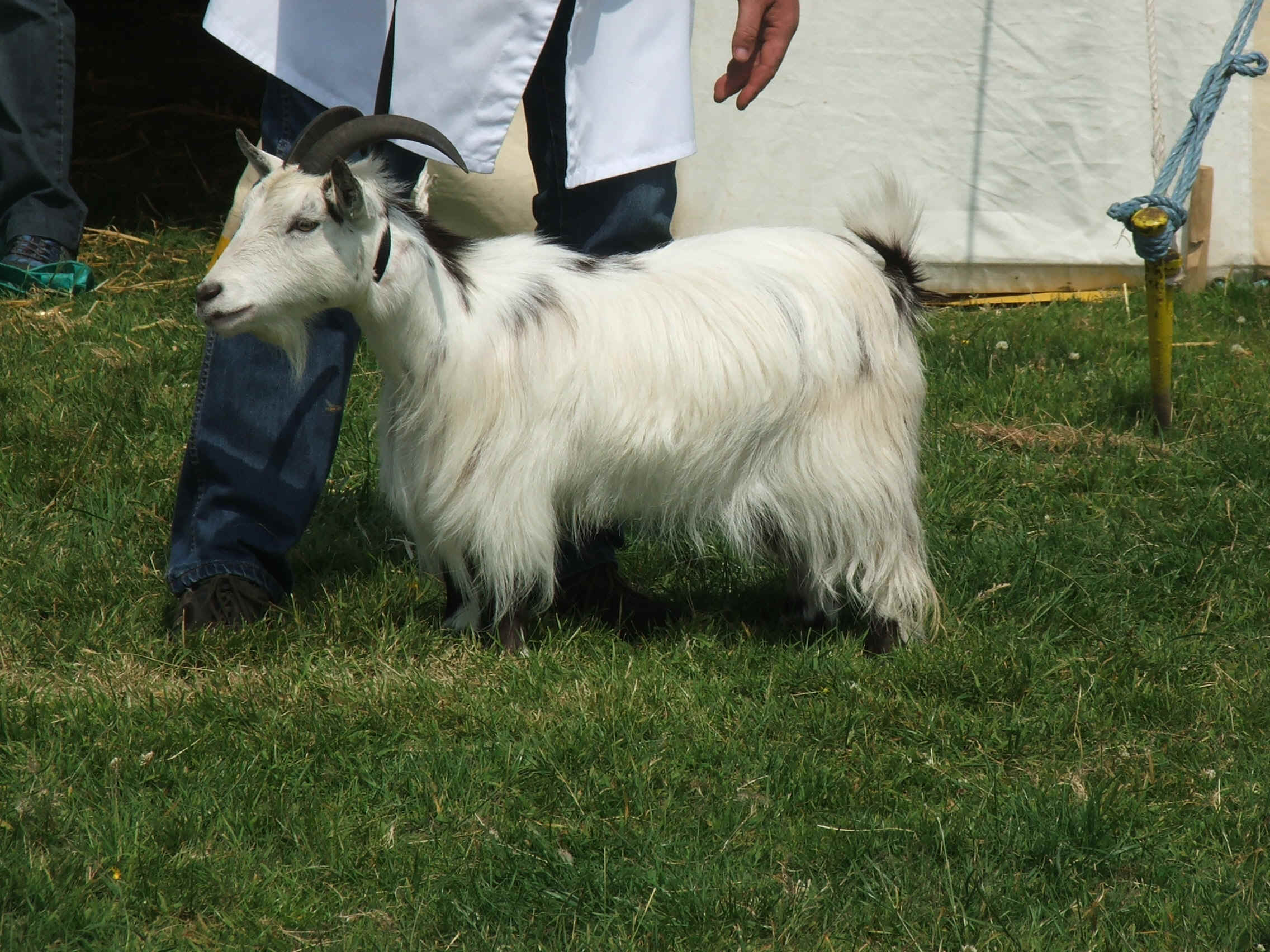 adult female.JPG (138441 bytes)