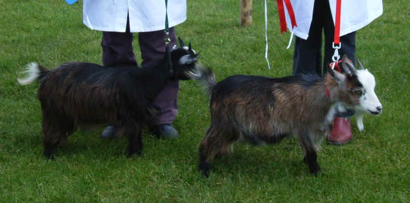goatlings.JPG (151985 bytes)